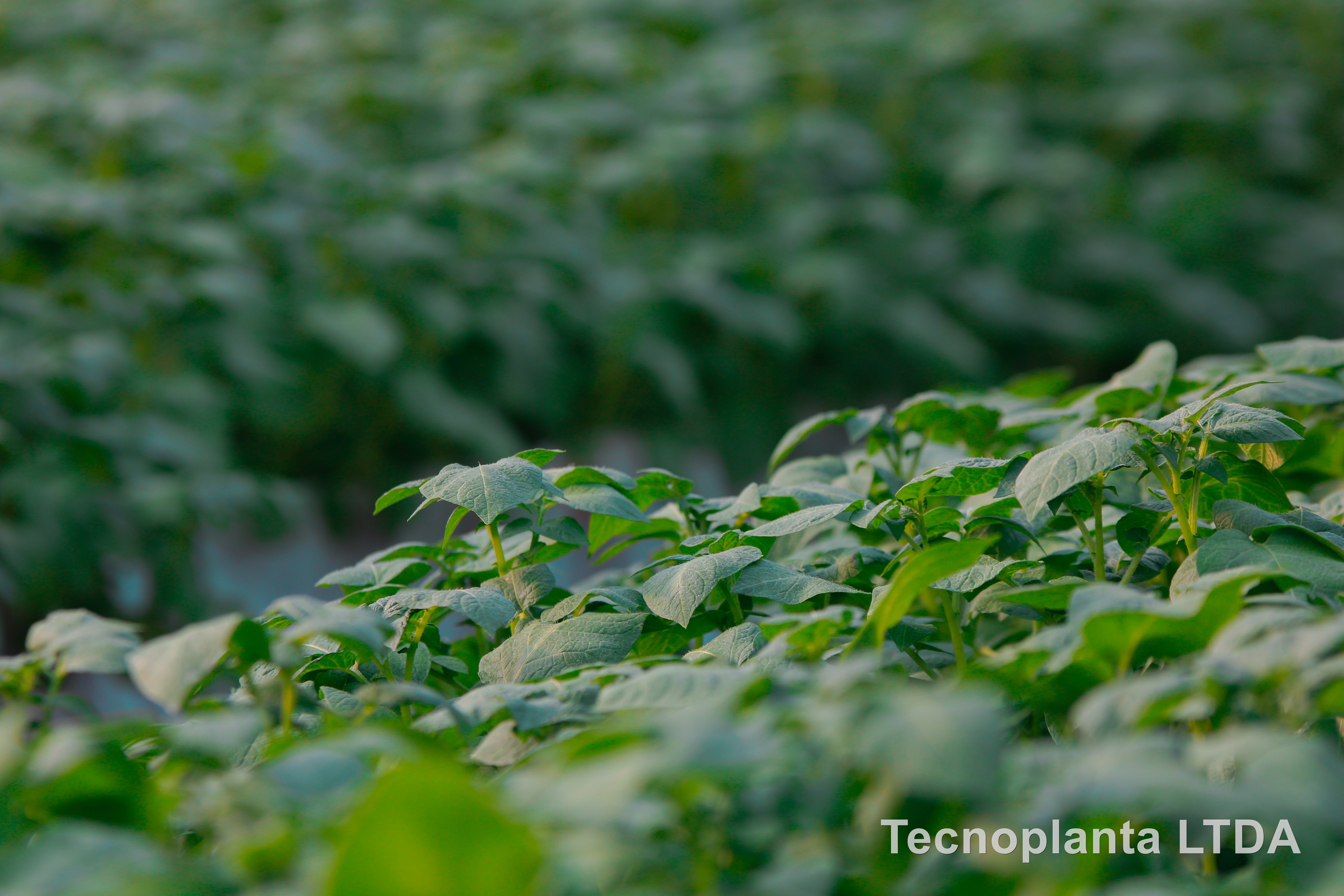 Tecnoplanta LTDA — produção de sementes