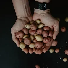 Batata-semente Tecnoplanta LTDA