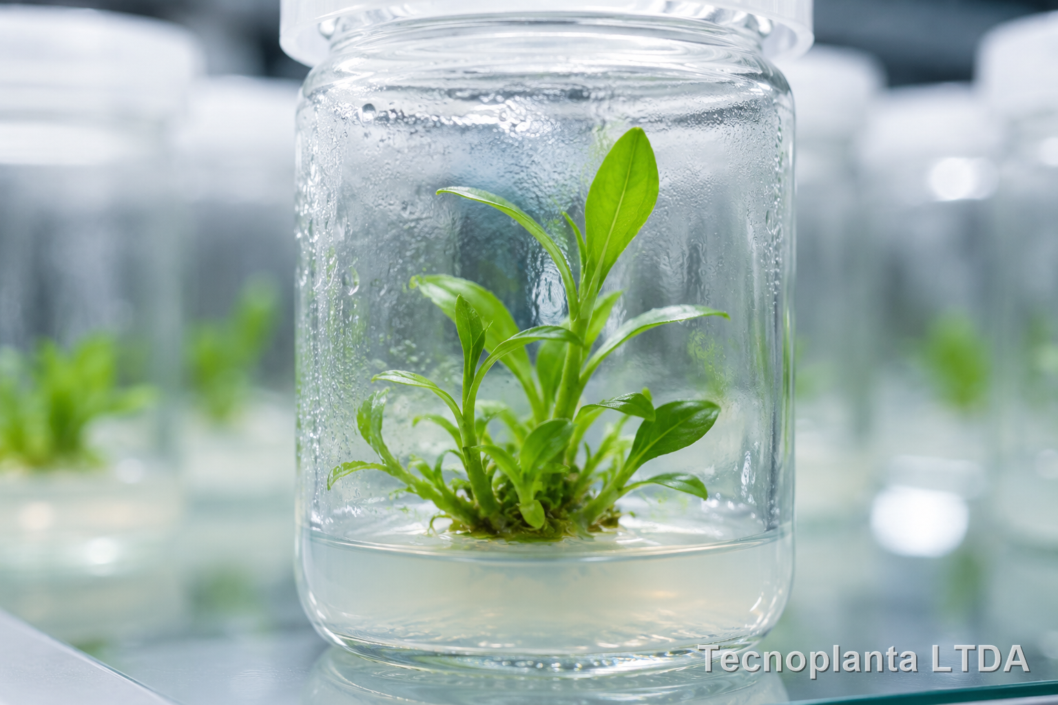 Pesquisa e desenvolvimento de cultivares